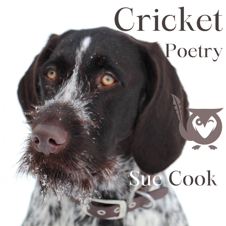 Cricket - German wirehaired pointer closeup