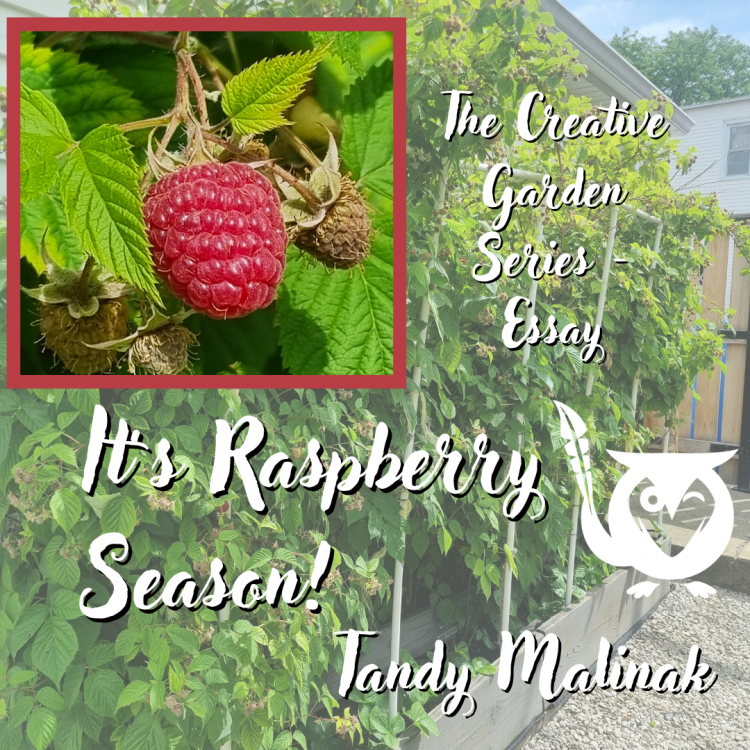 raspberry season - raspberry closeup on plant over top row of raspberry plants